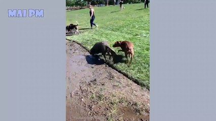 _rolling_on_the_floor_laughing_Funny Dog Videos 2020_rolling_on_the_floor_laughing_ _dog_ It's time to LAUGH with Dog's life ( 720 X 1280 )