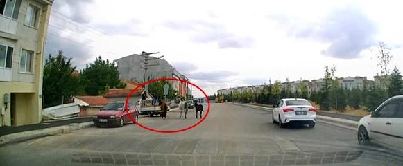 Kamyonetin arkasına bağladıkları atları acımasızca koşturdular