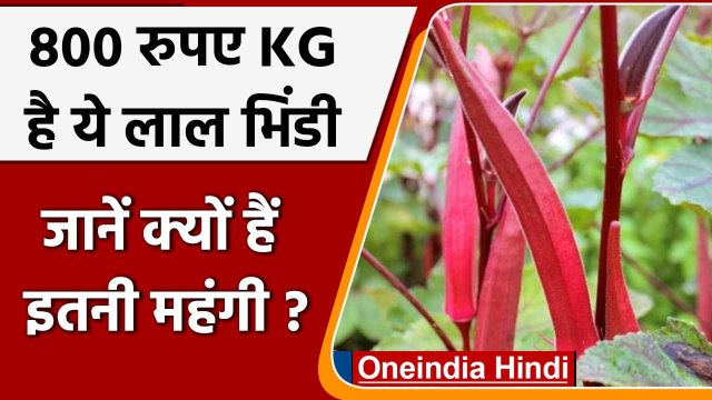 Bhopal में लाल भिंडी की खेती से मालामाल हुआ किसान, 800 रुपये किलो में बिक रही | वनइंडिया हिंदी