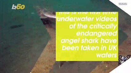 Diver Captures Unbelievable Footage of One of the World’s Rarest Sharks