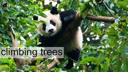 5 interesting facts about Giant