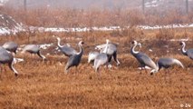 Corea: Grullas en la zona restringida