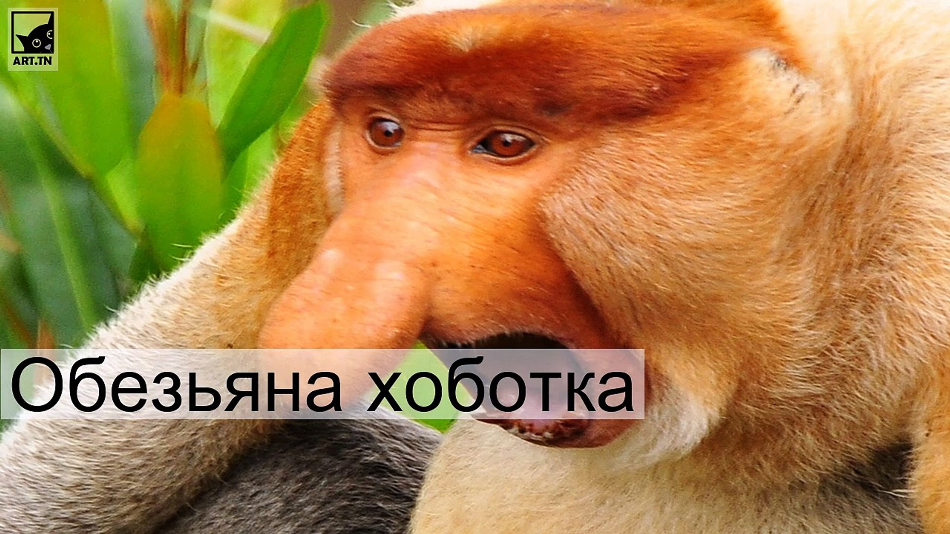 ⁣Самые уродливые животные планеты