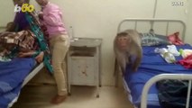 These Monkeys Were Literally Jumping on the Bed at a Hospital!
