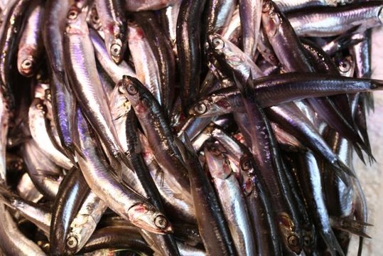 Karadeniz'de avlanan yeni sezonun ilk hamsileri tezgahlarda yerini aldı