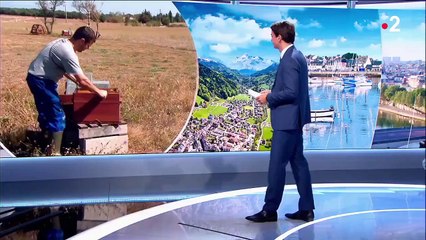 Agriculture : une récolte de miel difficile pour les apiculteurs