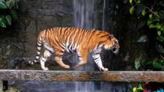 बाघ के कुछ रोचक तथ्य जो किसी को  नहीं पता है