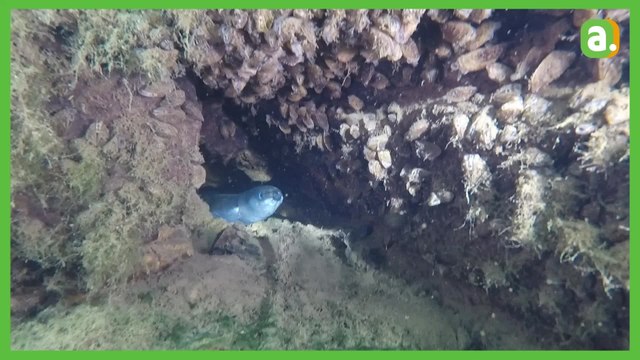 Il y a anguille sous roche à la carrière de Barges