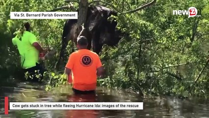 Cow gets stuck in tree while fleeing Hurricane Ida: images of the rescue