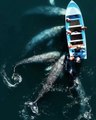 5 baleines rendent visite à des touristes sur une petite barque