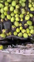 Il va vite comprendre pourquoi sa voiture roule mal... stock de noix sous le capot