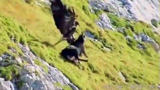 Bad Eagle Attemp