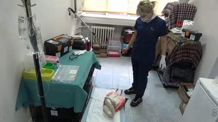 Yorgun flamingo Çanakkale'de tedavi altına alındı