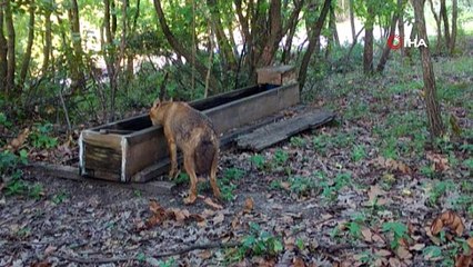 Su içmeye gelen çakallar fotokapanla görüntülendi