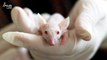 Look to Mice! Scientists Induce Hallucinations in Mice to Study the Nature of Psychotic Disorders