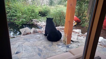French Bulldogs Tree a Black Bear