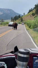 Bikers Have Close Encounter with Wandering Bison