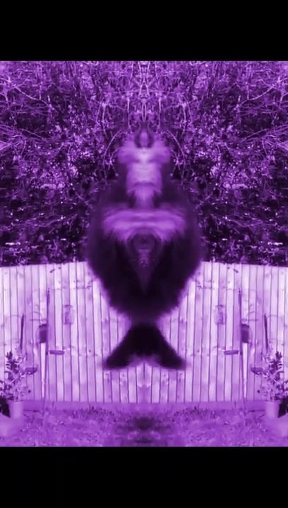 cat gato