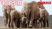 हत्तींची कृतज्ञता पाहून तुम्ही सुद्धा व्हाल थक्क | पाहा हा  वीडियो