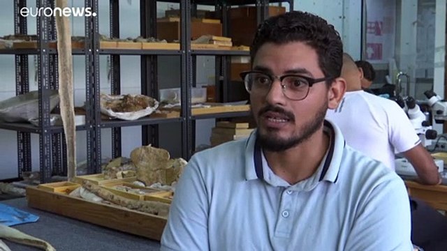 Paleontologia, la balena aveva 4 zampe e viveva in acqua e sulla terraferma