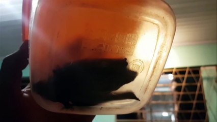 Homem é atacado por morcego dentro de casa, no Periolo