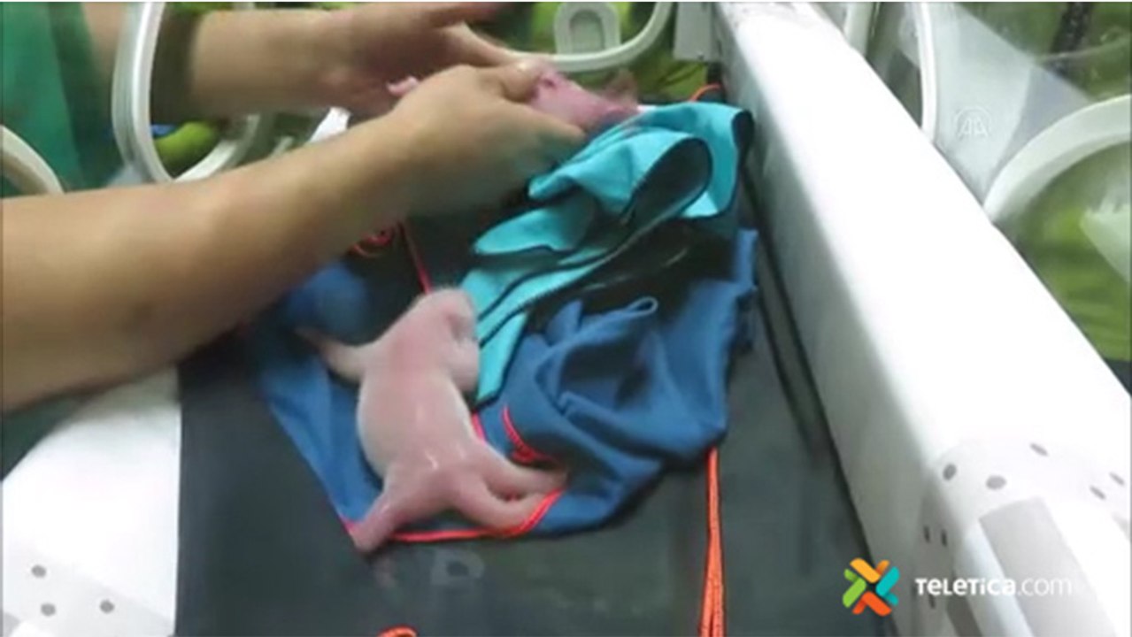 ext-Nacen osos pandas gemelos en zoológico de Madrid-070921