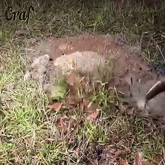 how to casting a fire ant colony with molten aluminum- Truly a Wonder of the World #2 Amazing video