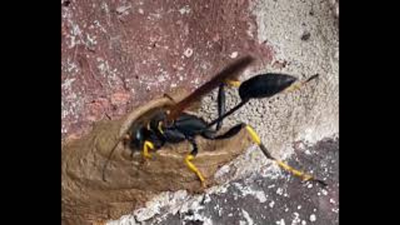 Dirt Dauber Builds Its Mud House