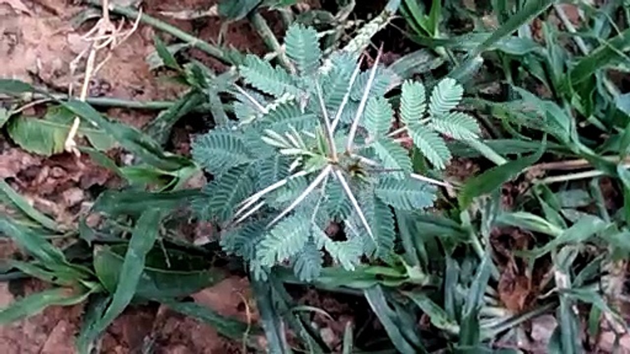 Indian Beautiful Tree || Beautiful Tree || Loving Small Plants.  #beautifultree #tree #greenary #nature #naturelovers #shorts #shortvideo