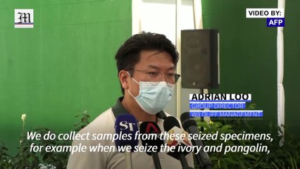 Singapore opens wildlife forensics center to tackle trafficking