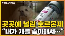 [자막뉴스] 널려있는 호르몬제와 주사기...도심 속 개들의 비명 / YTN