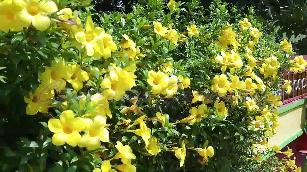 Thousand of Allamanda Flowers
