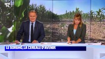 Le sorgho, la céréale d'avenir - 08/09
