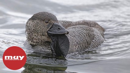 Este pato australiano ha aprendido a insultar