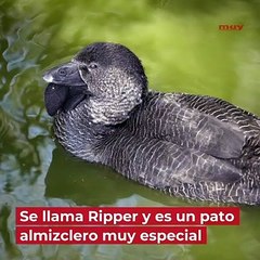 Este pato australiano ha aprendido a insultar