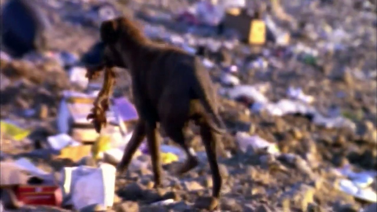 Zukunft ohne Menschen - Untergang der Kultur