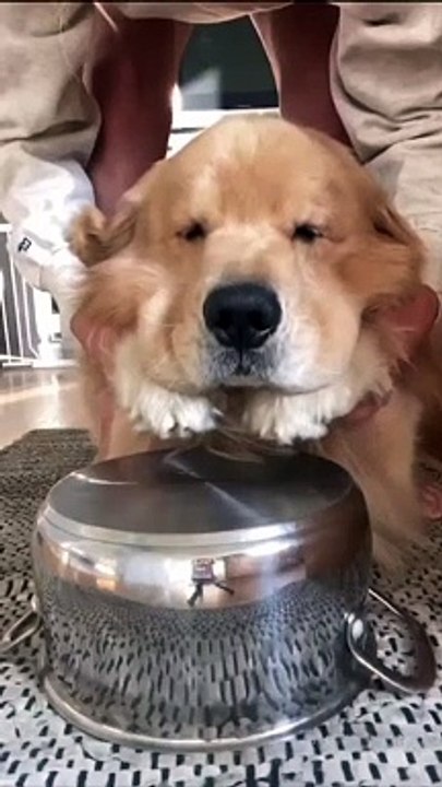 My dog is playing musical drums