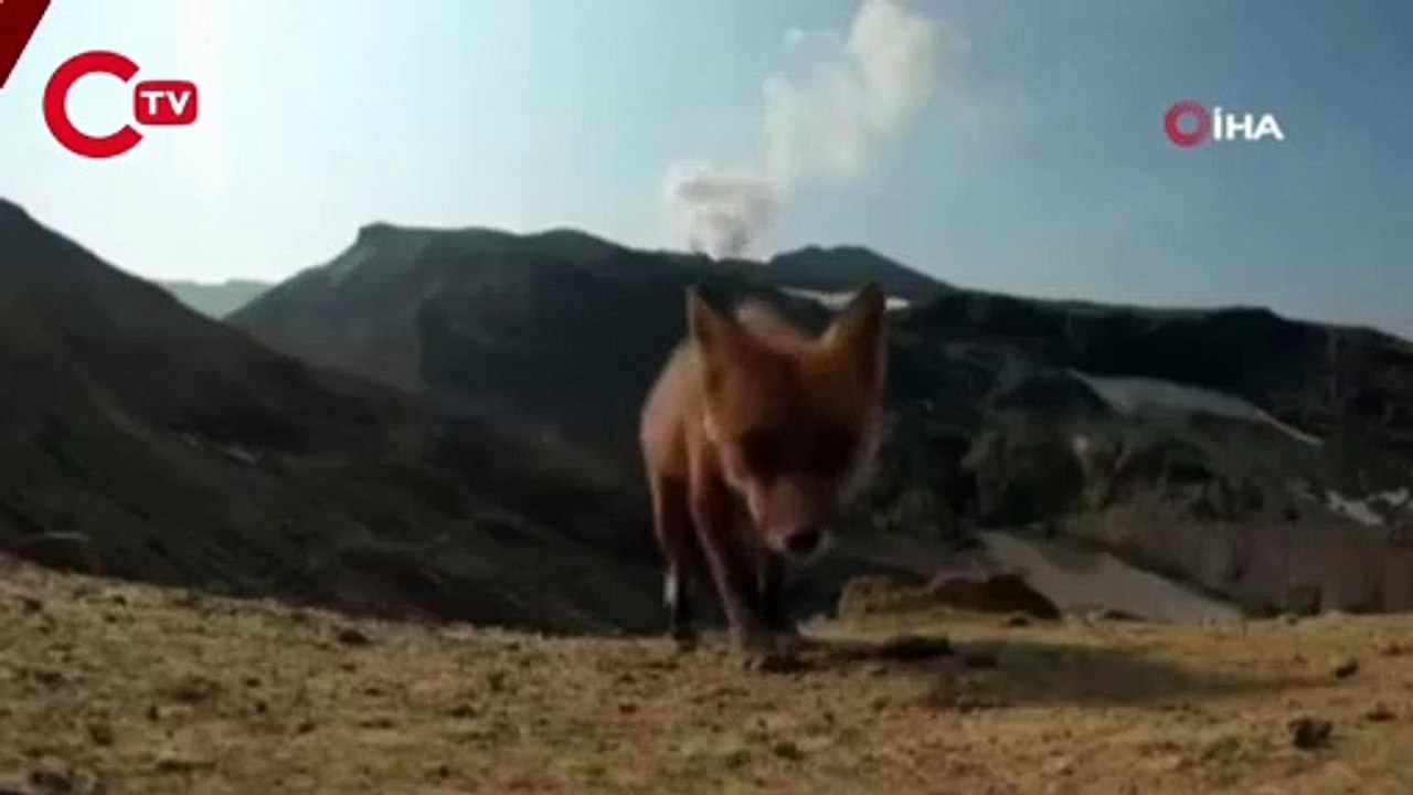 Rusya'da bir tilki yanardağı görüntüleyen kamerayı çaldı