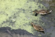 Tunca Nehri'ndeki kirlilik doğal yaşamı olumsuz etkiliyor