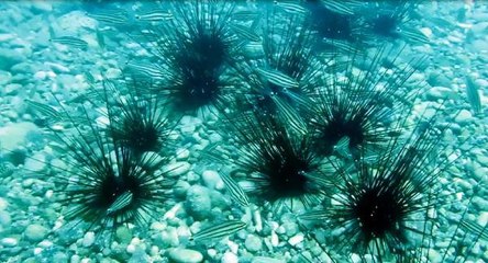 'DİKENLİ DENİZ KESTANESİ, KENDİSİ GİBİ İŞGALCİ TÜRLERE KORUMALIK YAPIYOR'