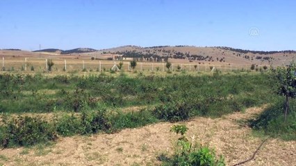 Eşinin sağlığı için yetiştirdiği "süper meyve"de taleplere yetişemiyor