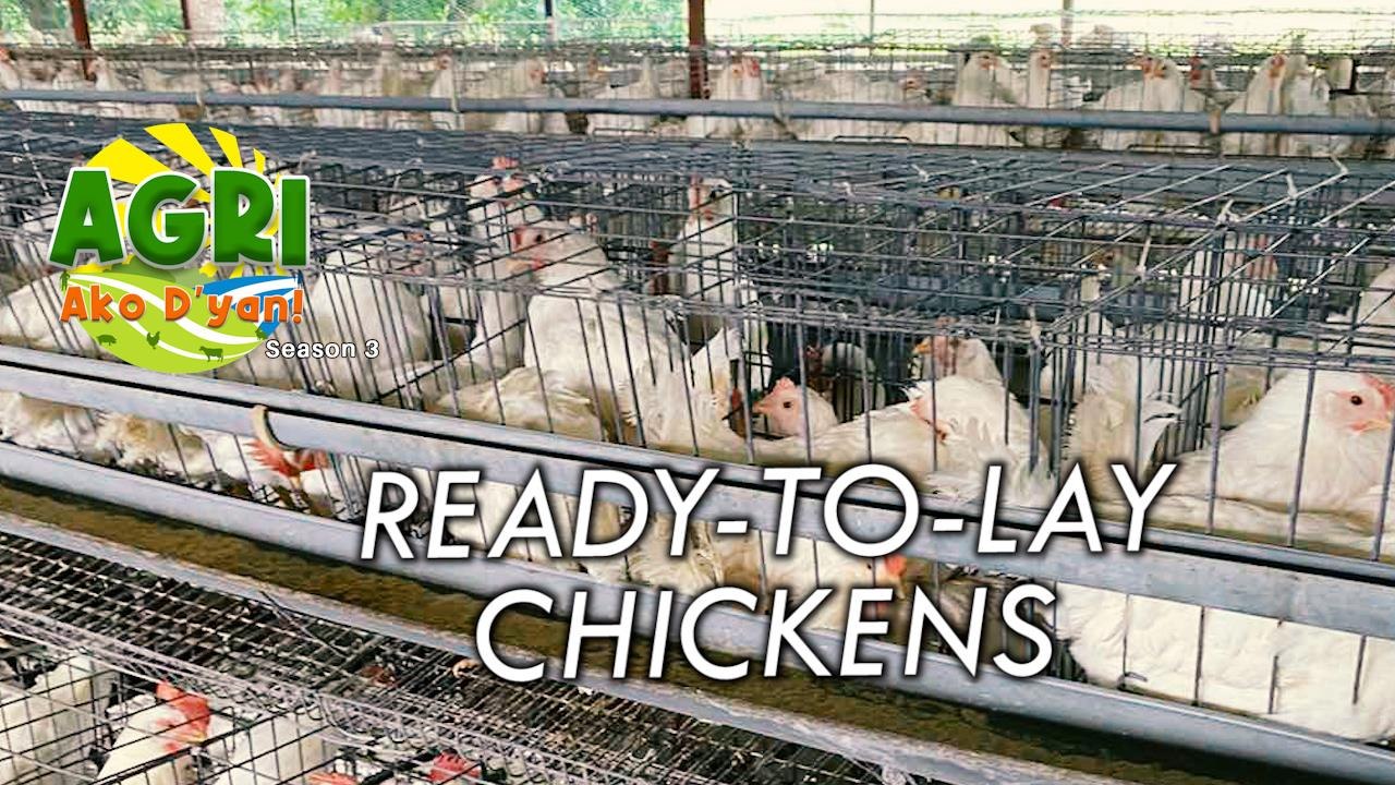 Ready-to-Lay Chickens