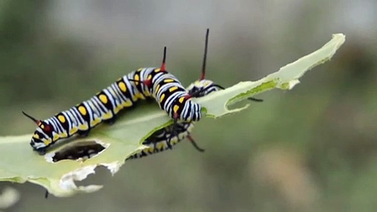 Animal