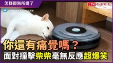 柴柴你怎麼沒感覺？ 任由掃地機器人撞擊 毫無反應超好笑