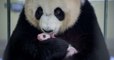 Des jumeaux pandas géants sont nés dans un zoo de Madrid, une bonne nouvelle pour cette espèce vulnérable