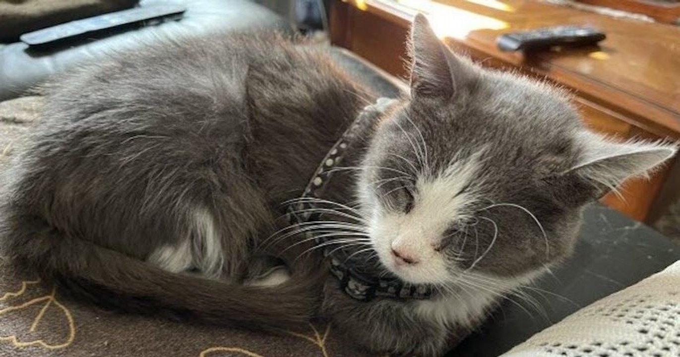 Vosges : un homme retrouve sa chatte disparue en Italie après quatre ans de recherche