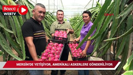 Mersin'de yetişiyor, Amerikalı askerlere gönderiliyor