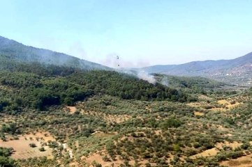 Kemalpaşa'da orman yangını