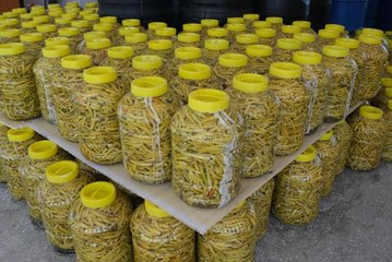 Mut'ta yetiştirilen biberden elde edilen turşuya ilgi artıyor