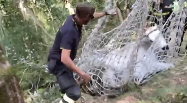 Spoleto (PG) - Mucca ferita in zona impervia, recuperata con elicottero (08.09.21)
